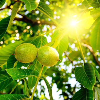 Walnussbaum - Alexander Stoll Walnussprodukte. Ihre Ölmühle & Manufaktur für Walnüsse