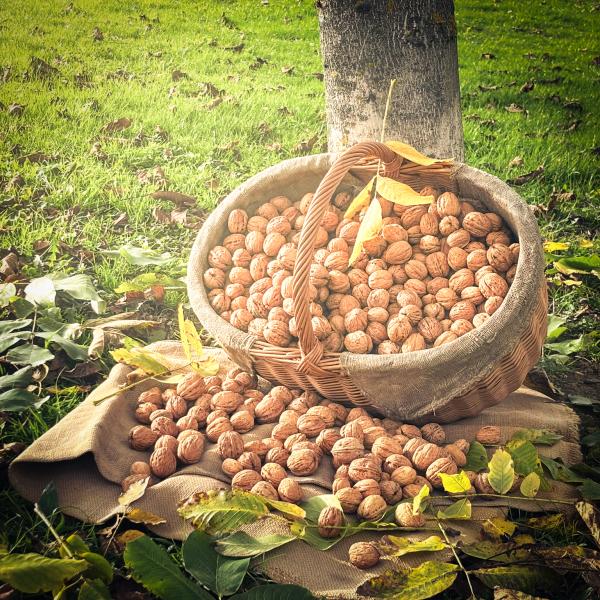 Ein Korb voller regionaler Walnüsse von Walnussprodukte Alexander Stoll