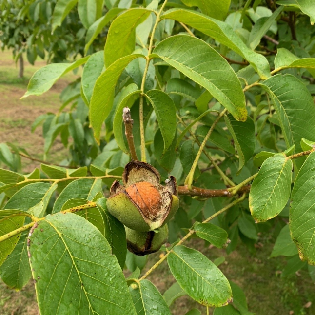Walnusscreme online kaufen - Walnuss die offen an einem Walnussbaum hängt.