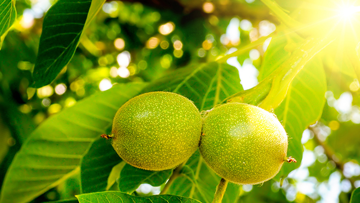Herrliche noch nicht geerntete Walnuss am Walnussbaum in Kirchheim unter Teck, im Anbaugebiet Baden-Württemberg, Deutschland