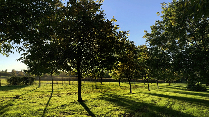 Walnussbaum auf der Walnussplantage der Ölmühle & Manufaktur  - Alexander Stoll Walnussprodukte